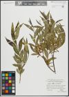 Foto von Salix alba L. x Salix fragilis L.